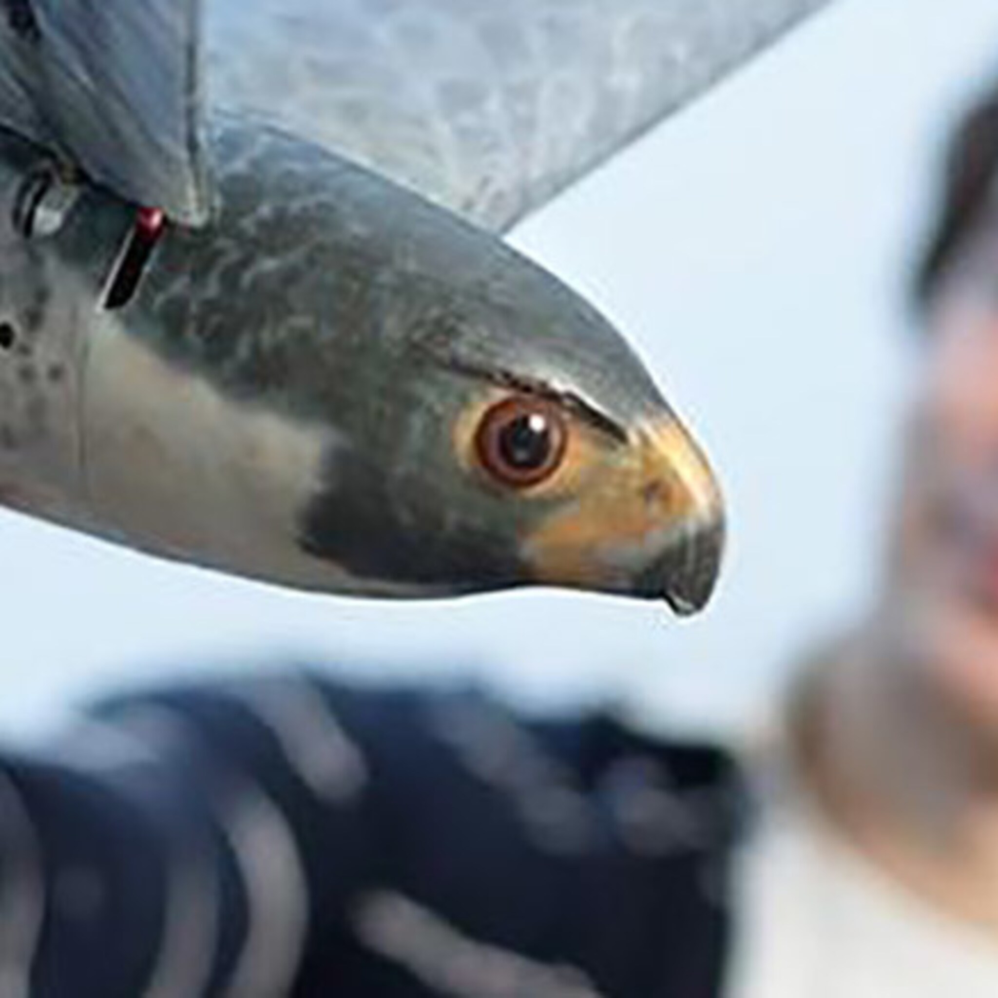 twentse robot roofvogel wint prijs beste robot innovatie