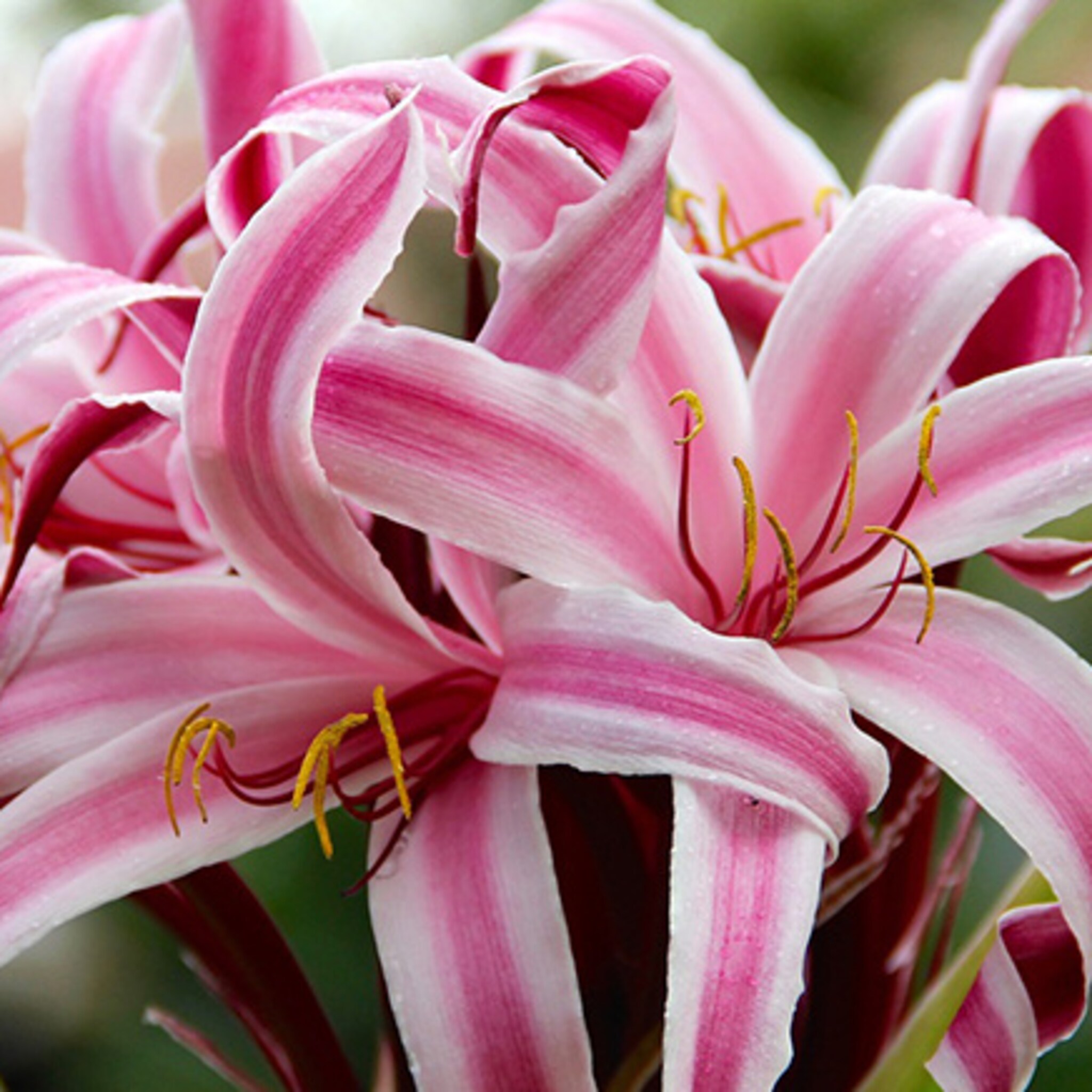 een twentse keukenhof nou nee