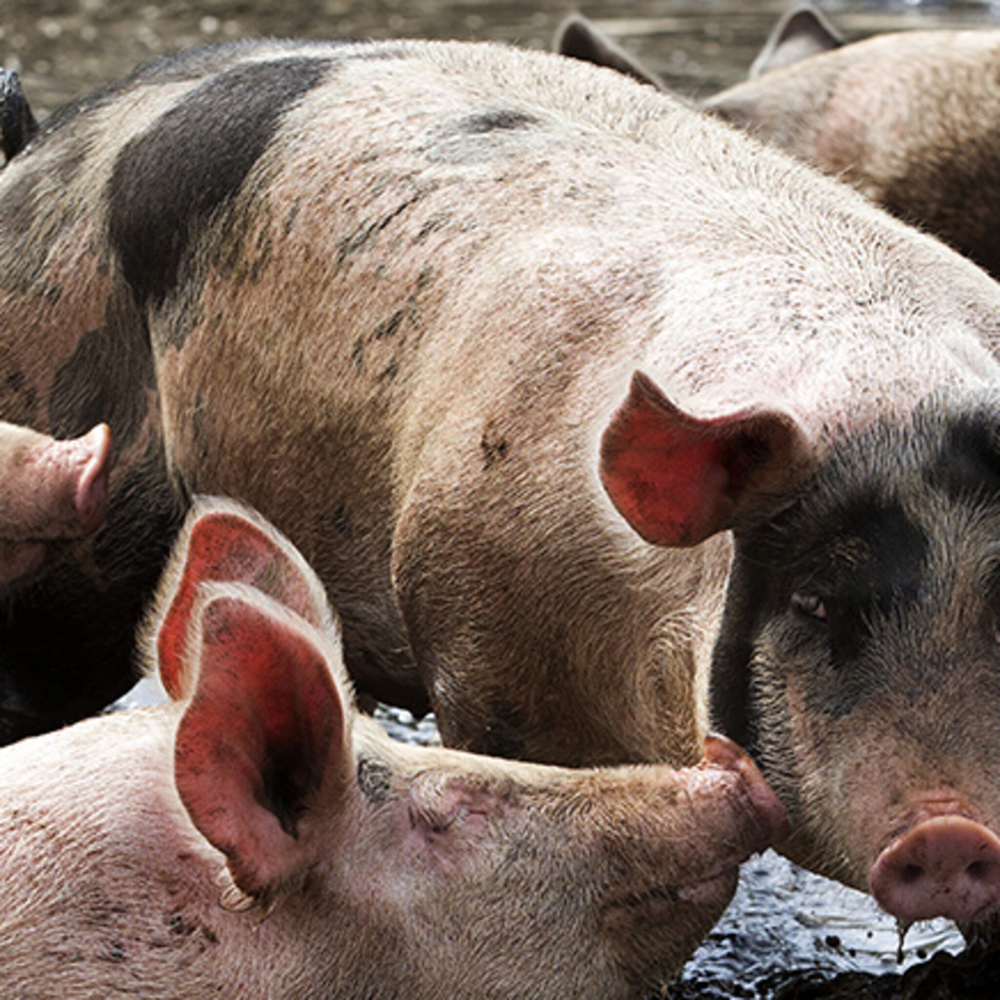 boeren kromme rijn hebben last van traag internet