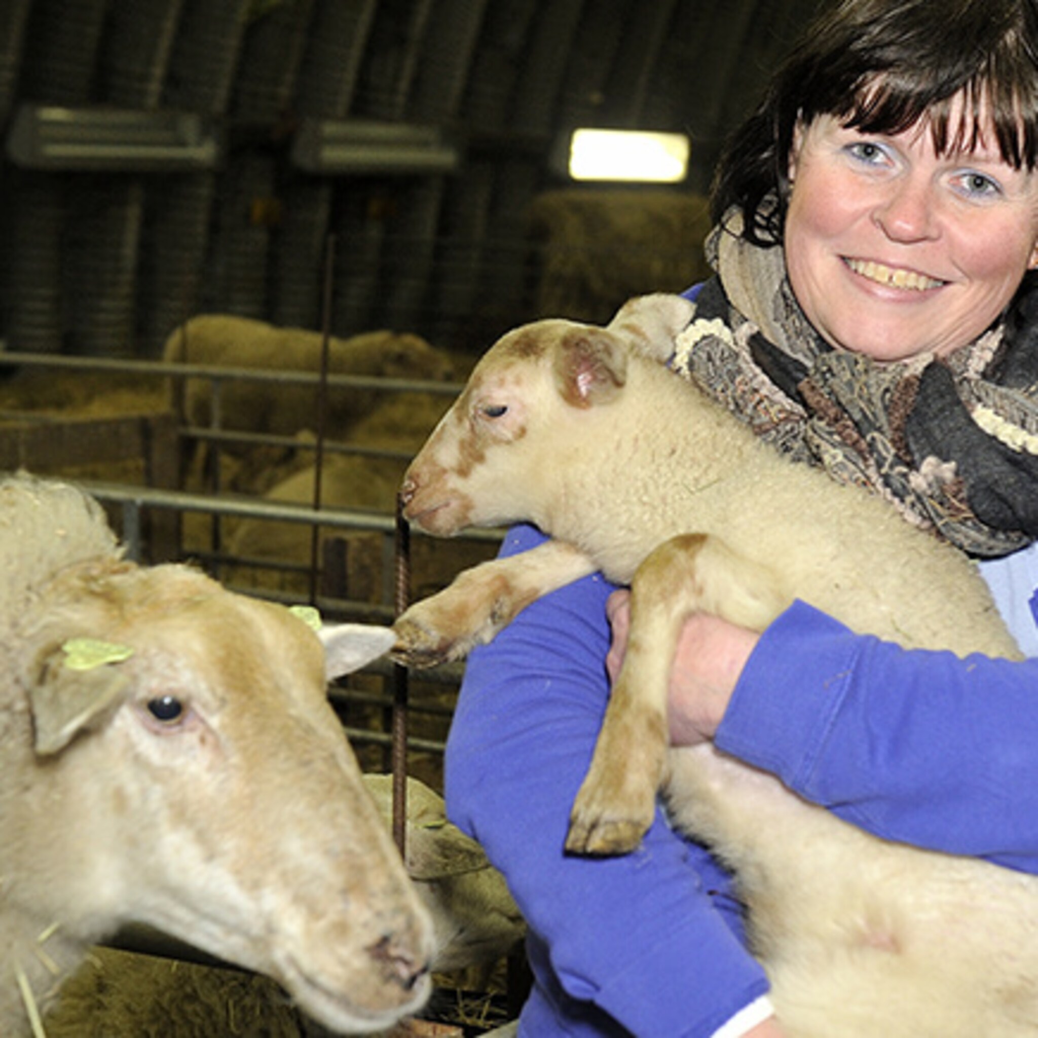 herder start crowdfunding voor adoptieplan schapen