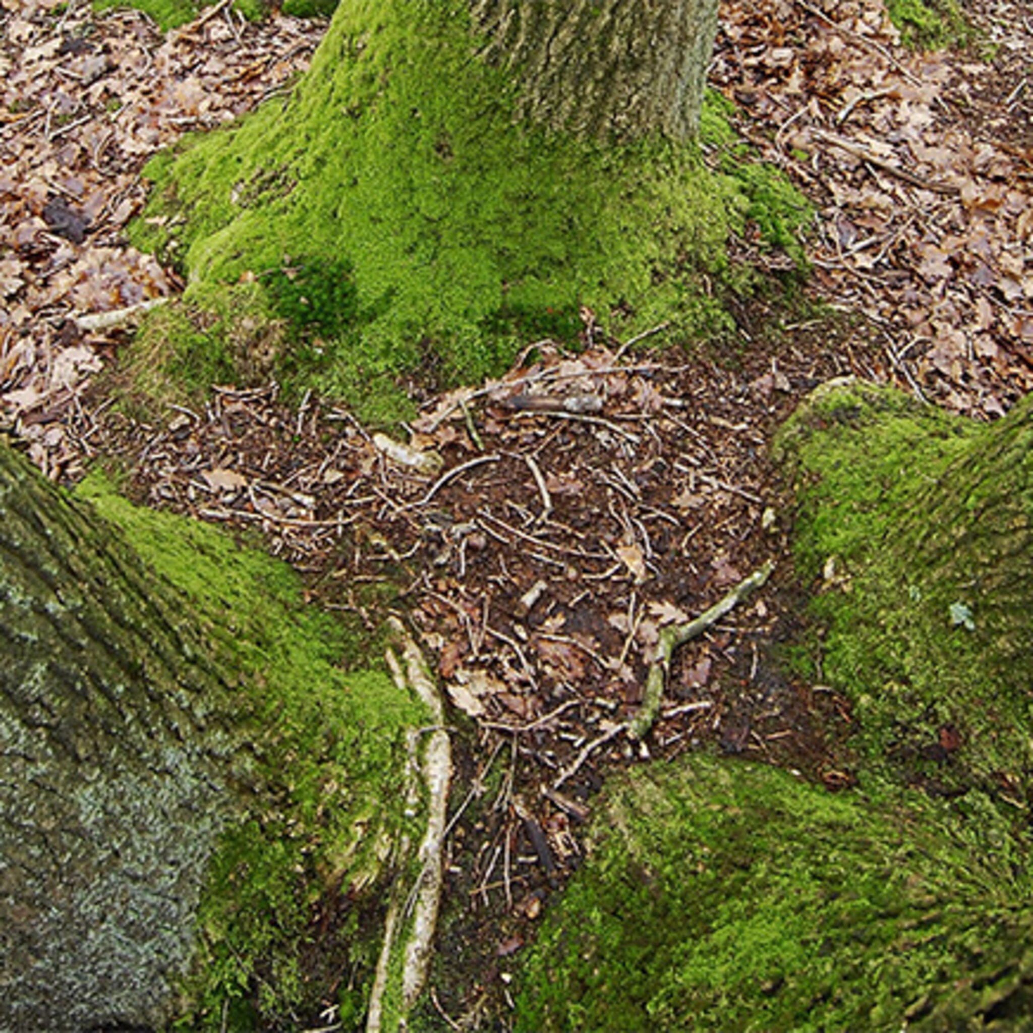 bomen staan bedrijf in de weg