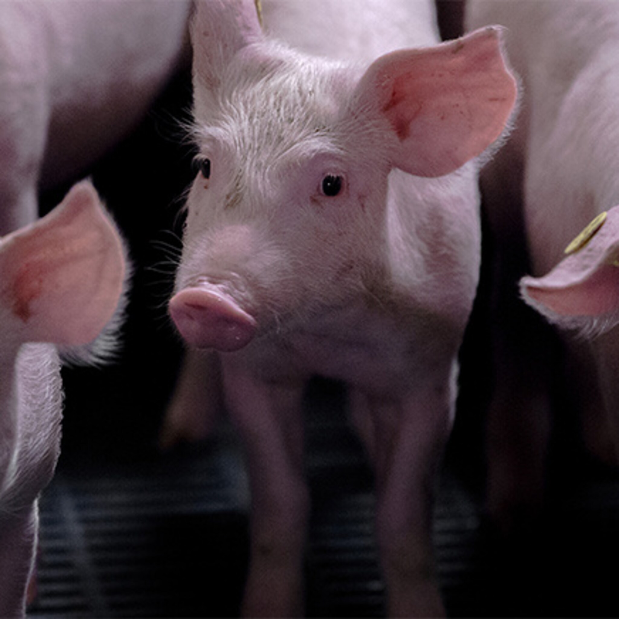 steun voor varkens en zuivelboeren