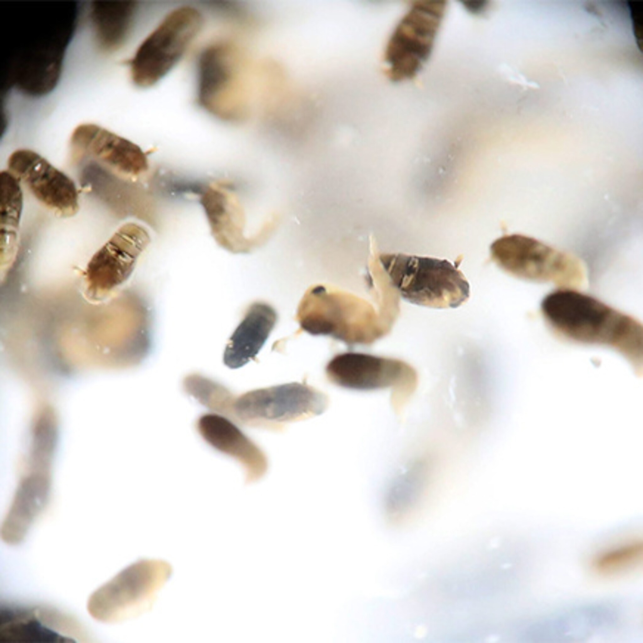 who slaat alarm om zikavirus