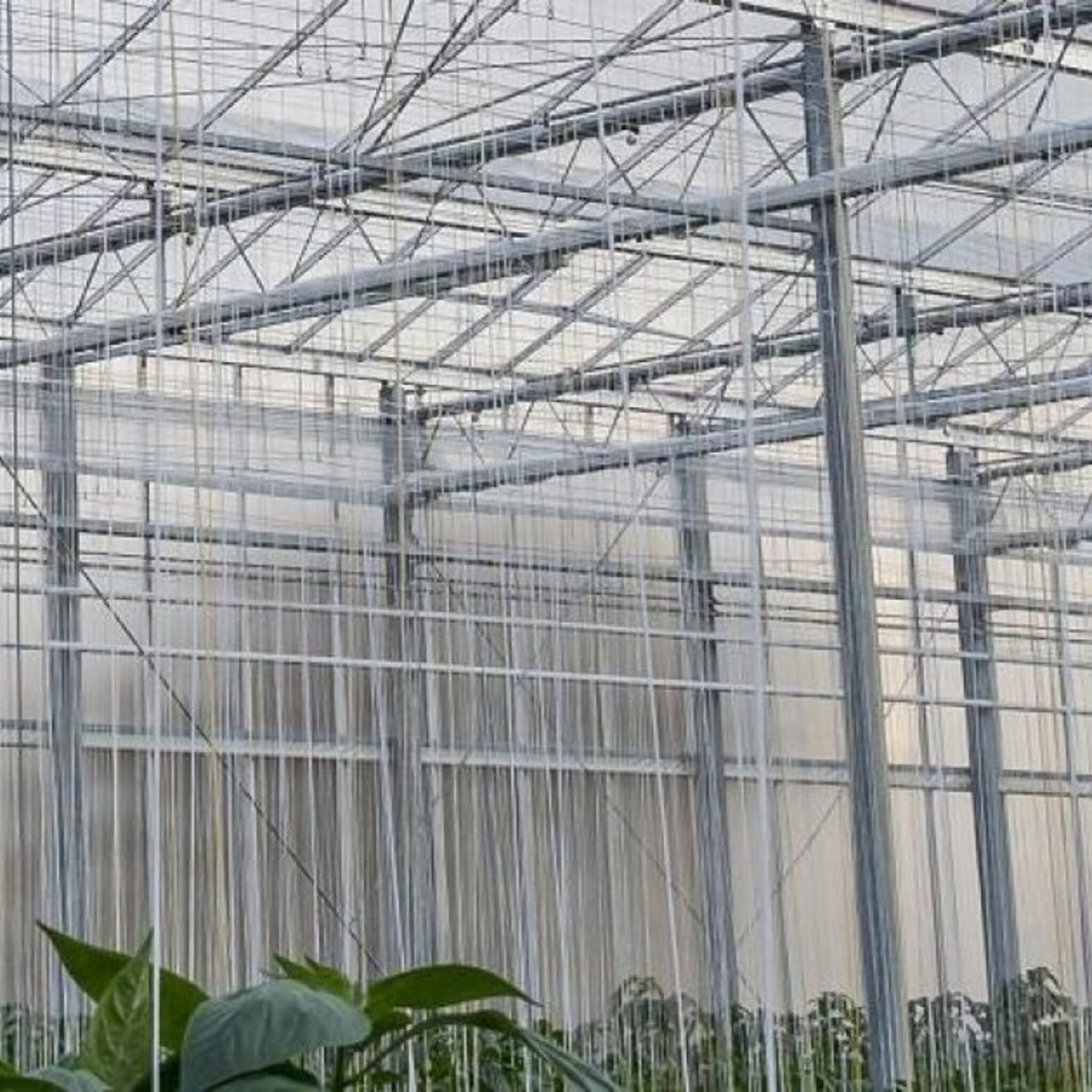 meer geld voor nieuwe kassen in emmen