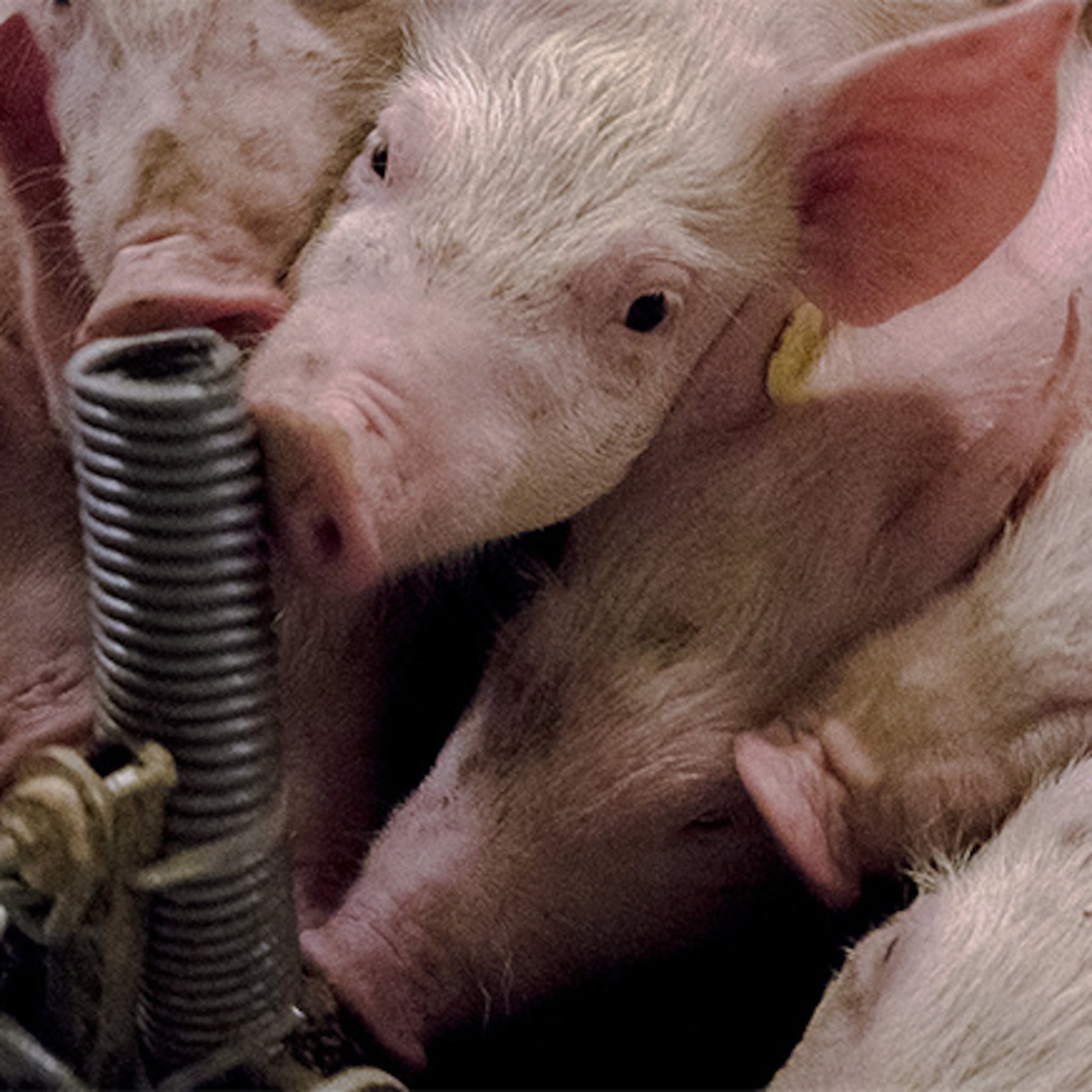 er leven al meer varkens in deze gemeente dan mensen