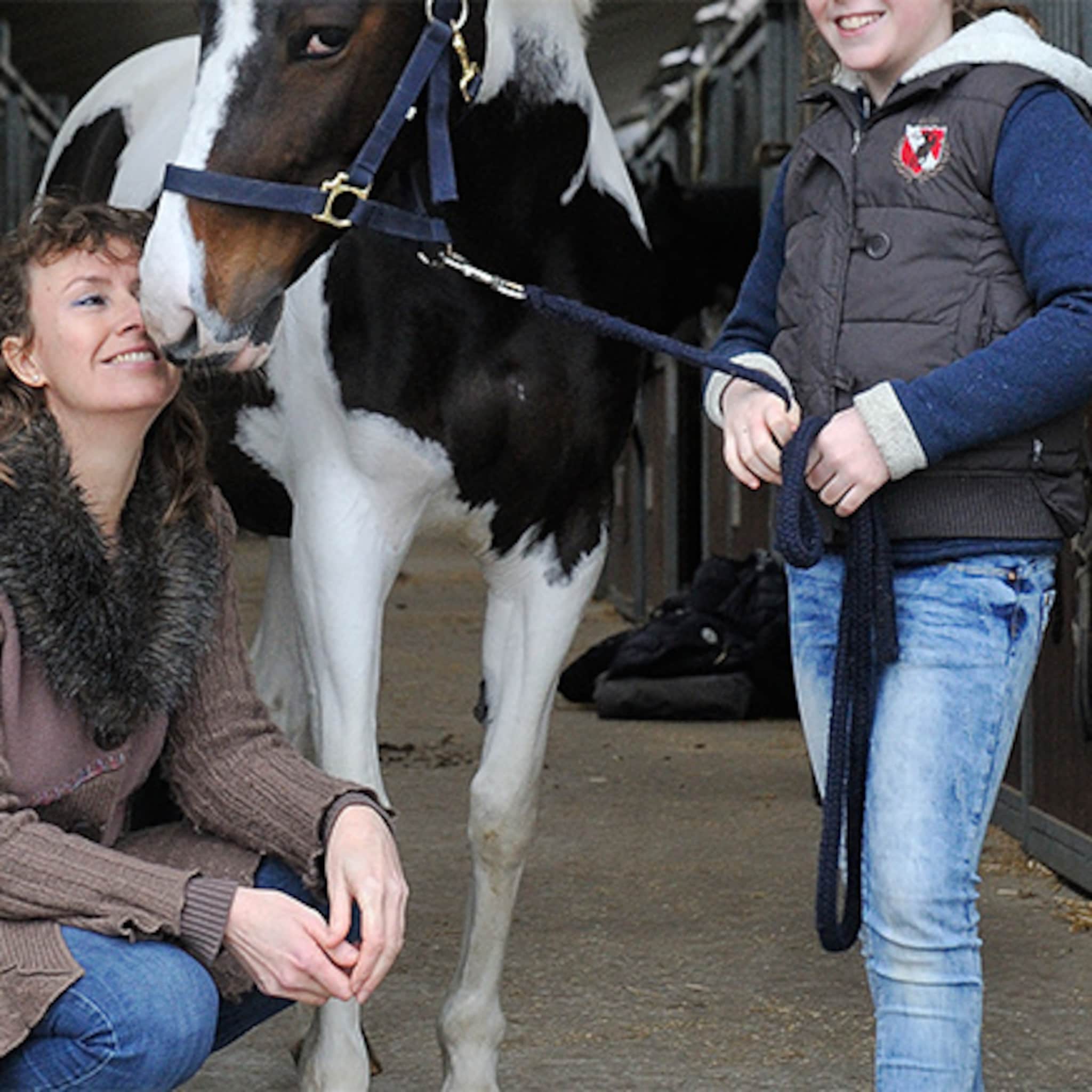 een paard als coach