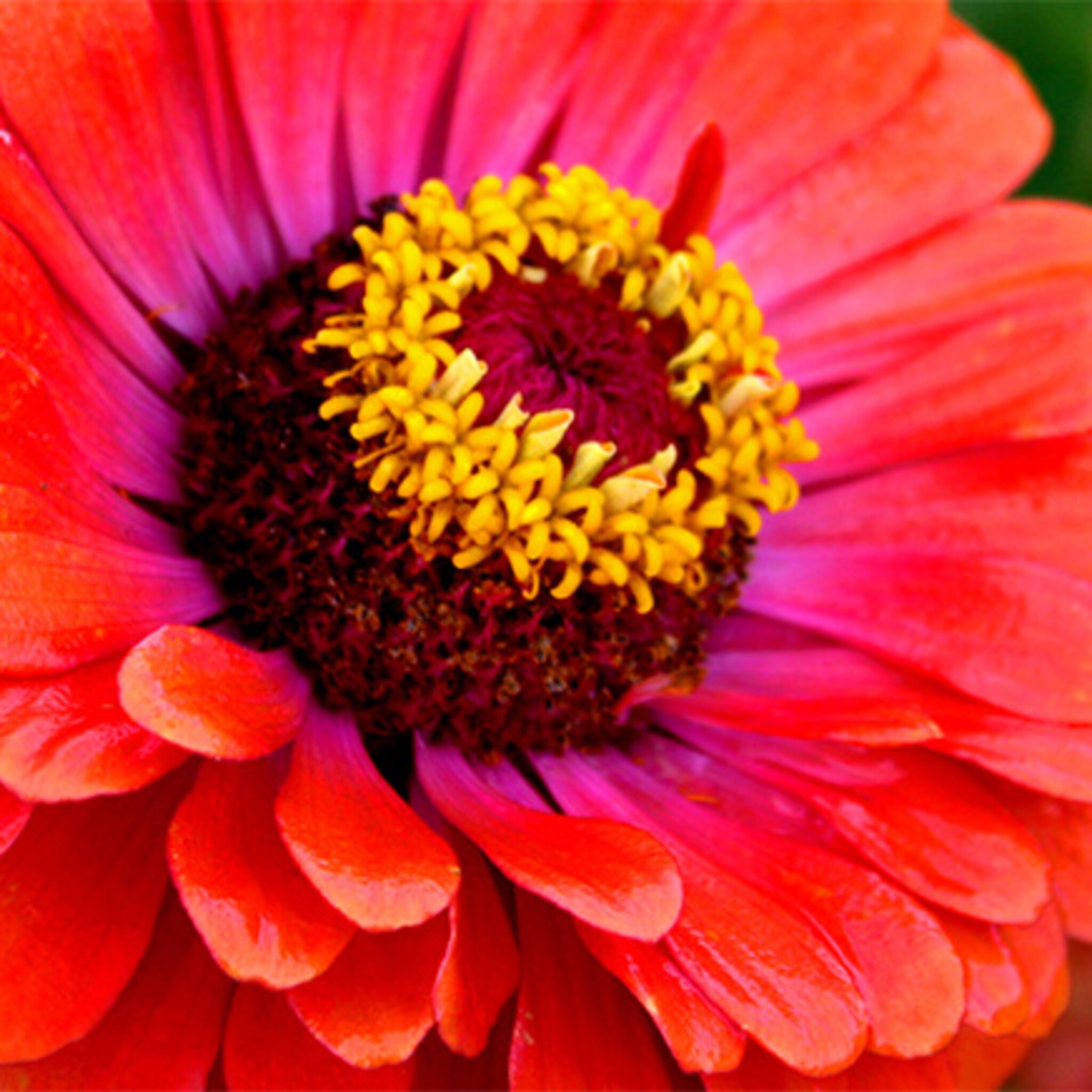 eerste heelalbloem bloeit