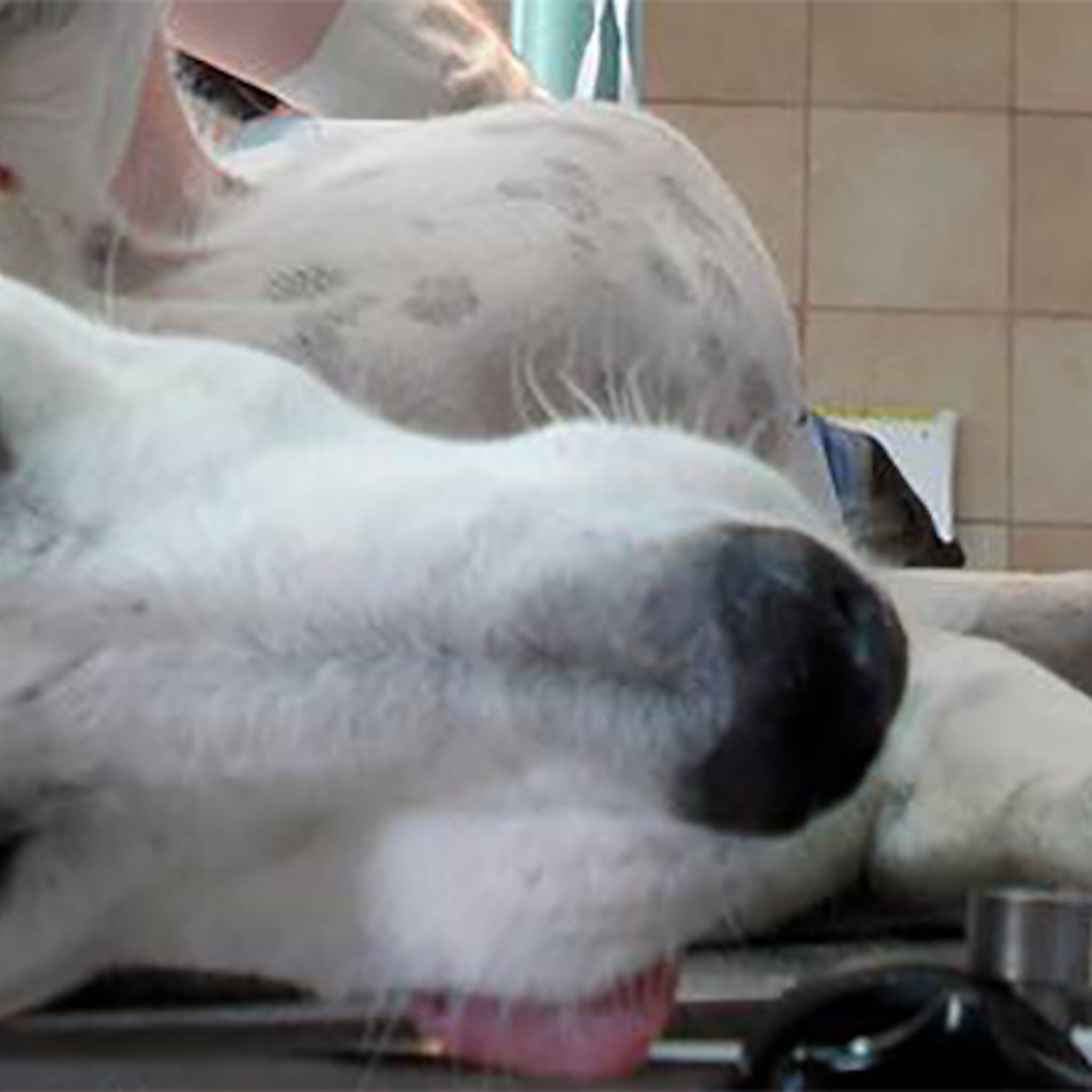 twaalf uur per dag honden castreren