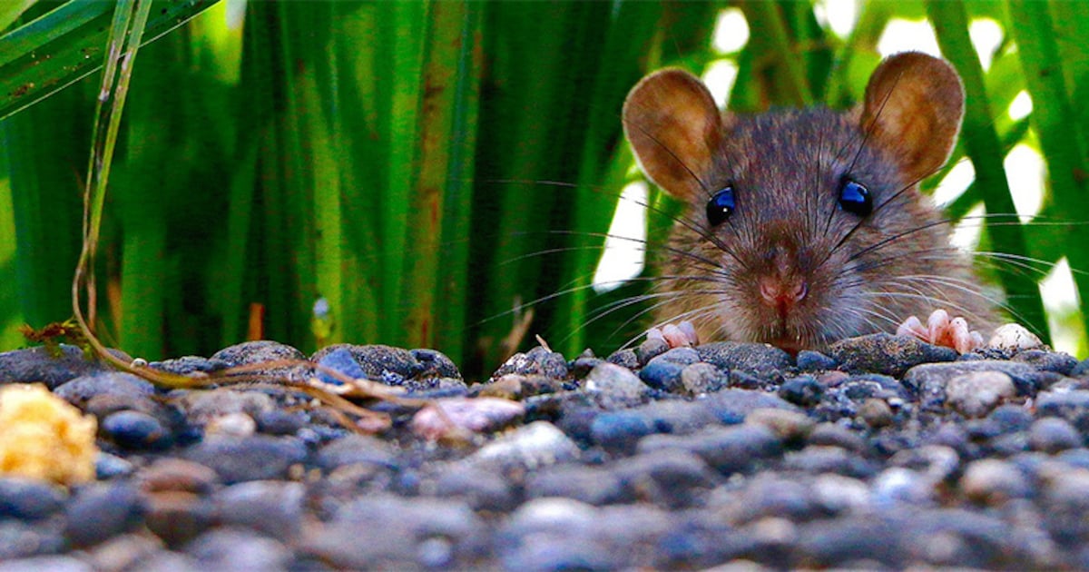 Miljoenenboost dankzij muizenplaag