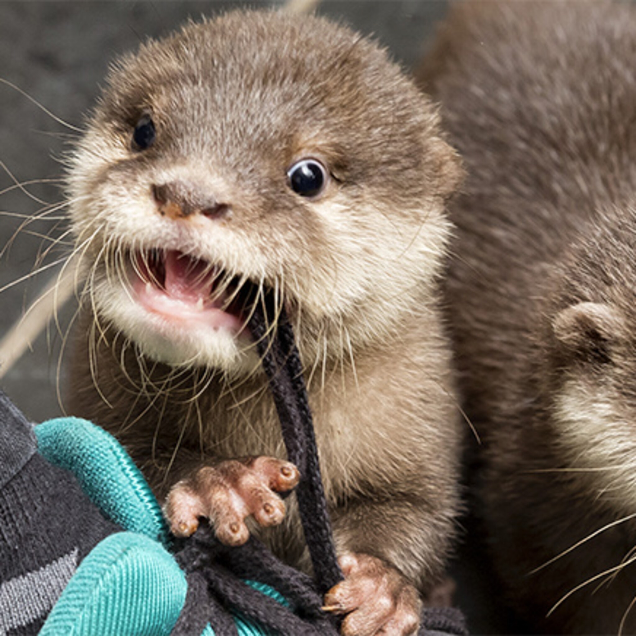 gek op dieren niet uit op winstbejag