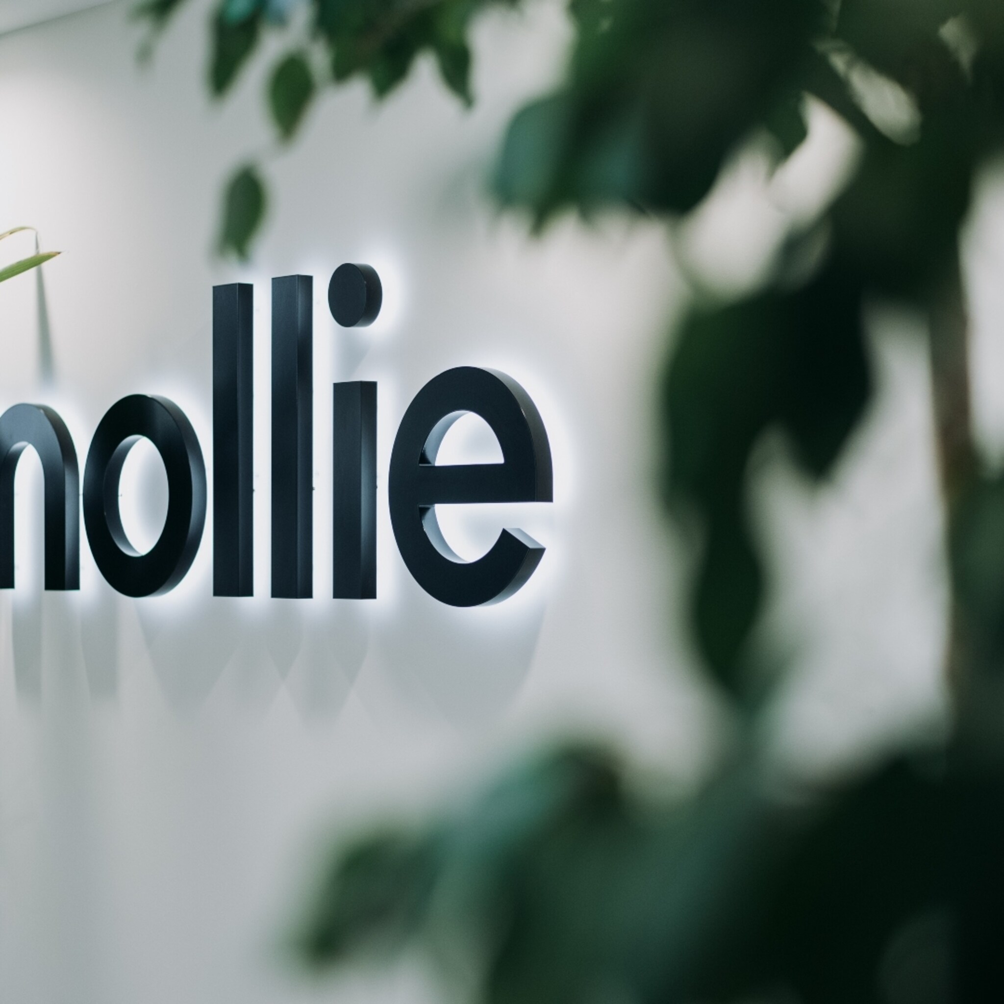 mollie omarmt maastricht om verder te groeien en opent nieuwe hub