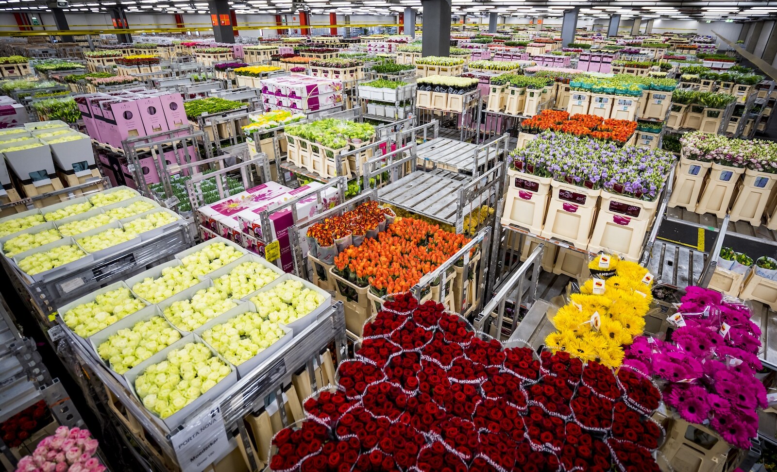 De bloemenhandel fleurt weer op na een rampzalig jaar door de coronacrisis. Foto: ANP