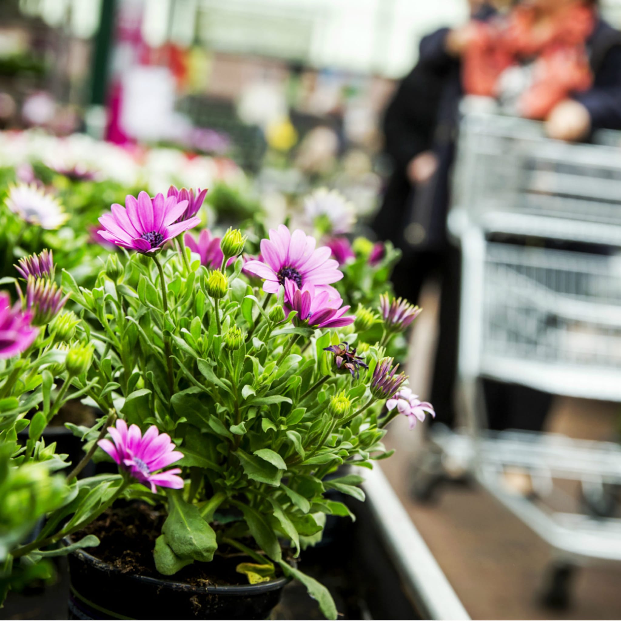 volop groeikansen in online tuinbranche