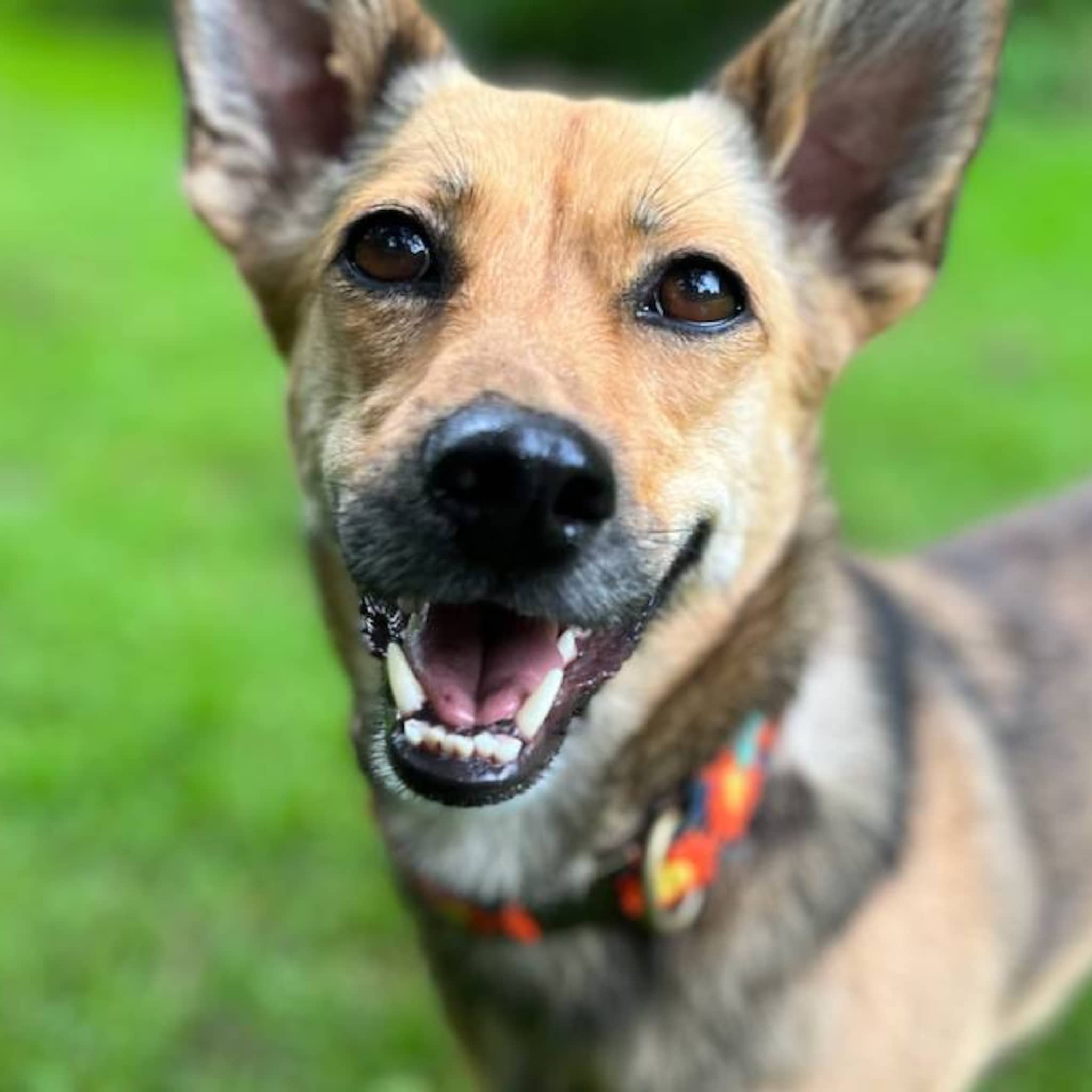 robin good manuela gaat voor pawsitivity met duurzame halsbanden voor honden en katten