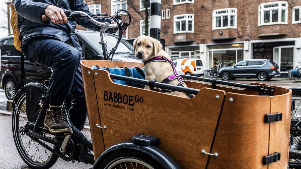 Een bakfiets van Babboe. Het bedrijf moet voorlopig stoppen met het verkopen van zijn bakfietsen, op last van de Nederlandse Voedsel- en Warenautoriteit (NVWA). Een bakfiets van Babboe. Het bedrijf moet voorlopig stoppen met het verkopen van zijn bakfietsen, op last van de Nederlandse Voedsel- en Warenautoriteit (NVWA). ANP
