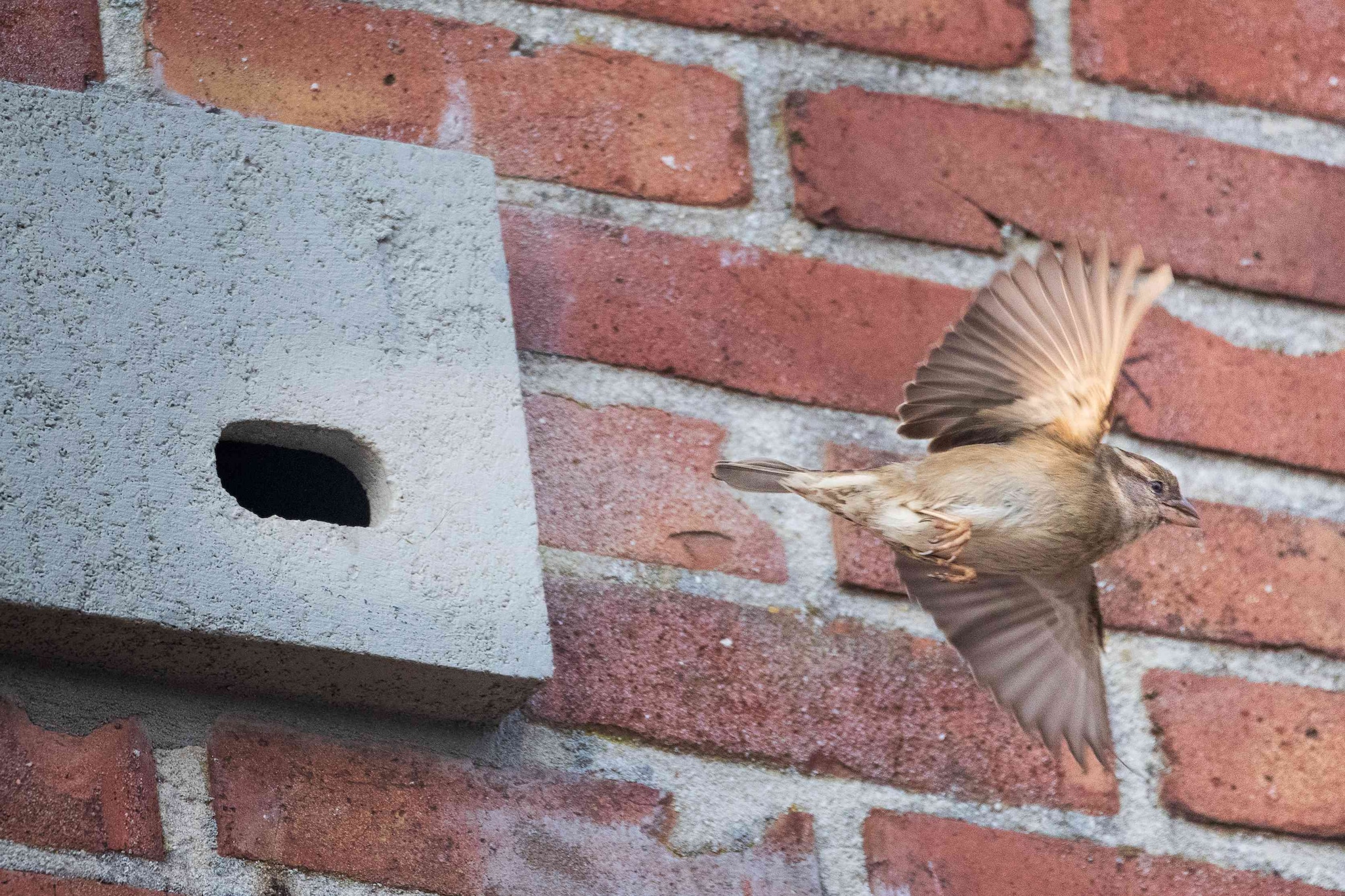 Een huismus verlaat de nestkast van houtbeton die in een gevel is gemetseld. Unitura