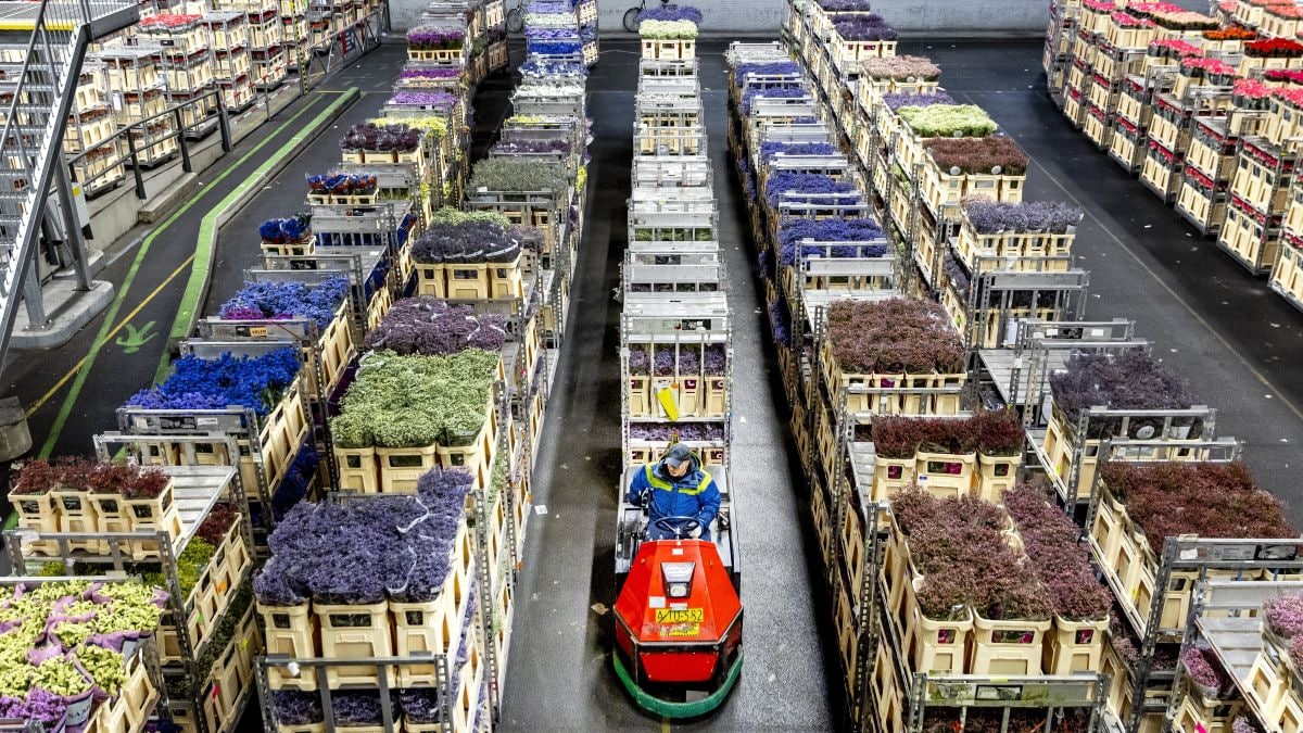 Medewerkers verwerken bloemen in de veilinghal van Royal FloraHolland. Foto: ANP Medewerkers verwerken bloemen in de veilinghal van Royal FloraHolland. Foto: ANP