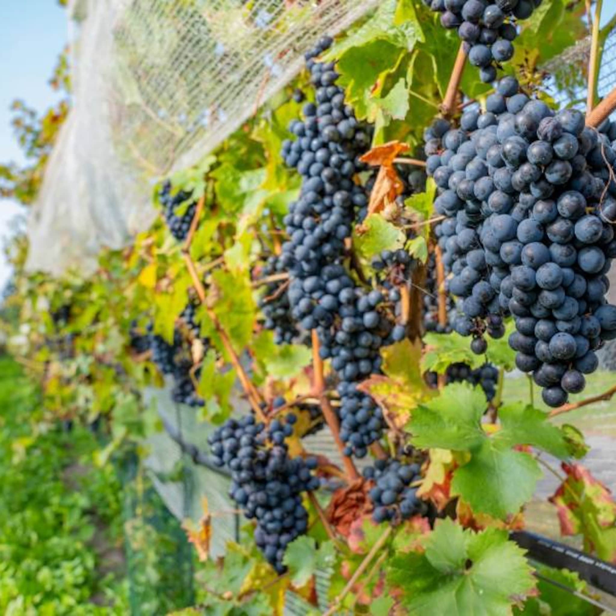 1 7 miljoen flessen ondanks natte zomer recordoogst voor nederlandse wijnboeren