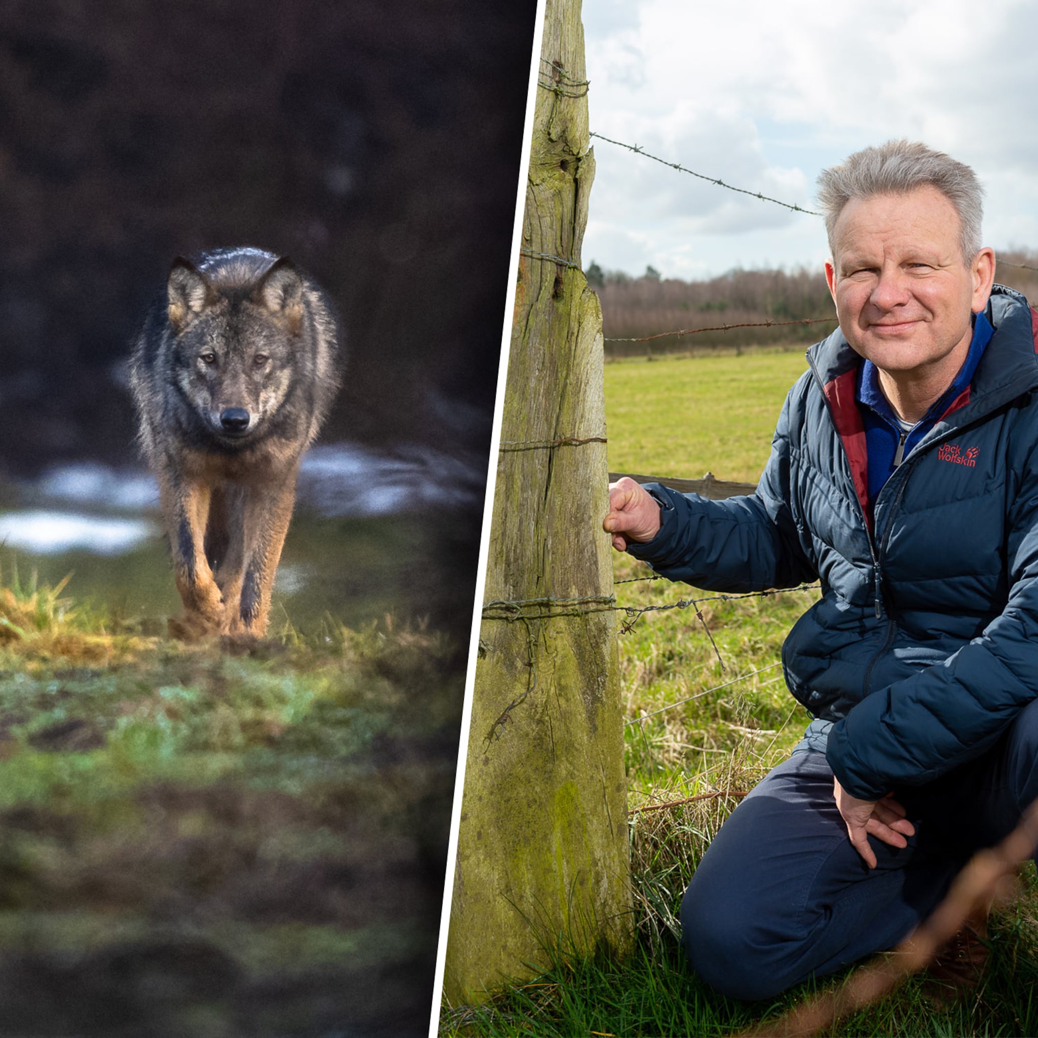dit bedrijf kan dankzij ai voorspellen waar wolf zich vestigt veel minder schuw dan we denken