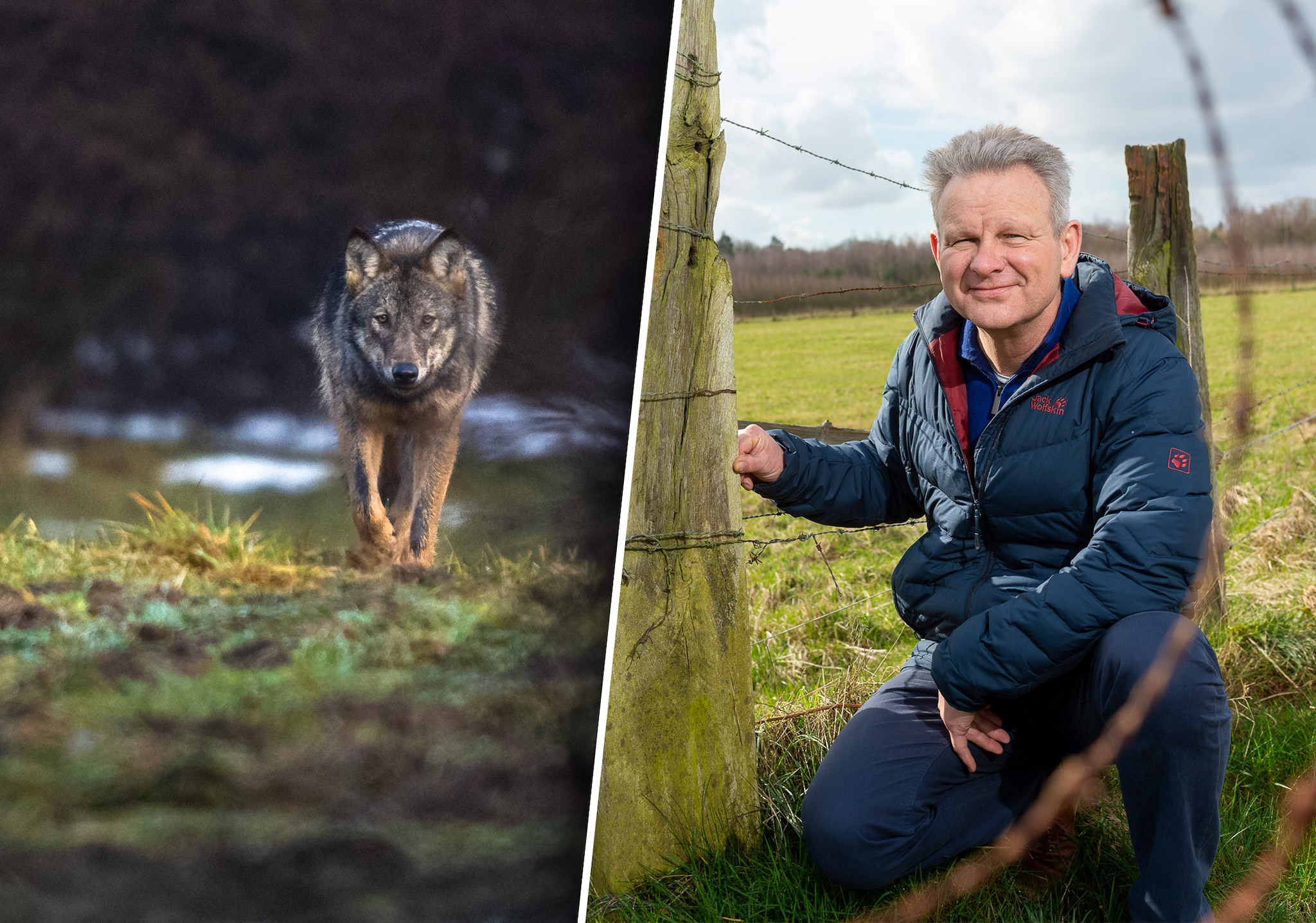 Wetenschapper Diederik van Liere voorspelt aan de hand van een model dat de wolf een opzienbarende opmars maakt in Nederland. Getty Images | Hans van de Vlekkert