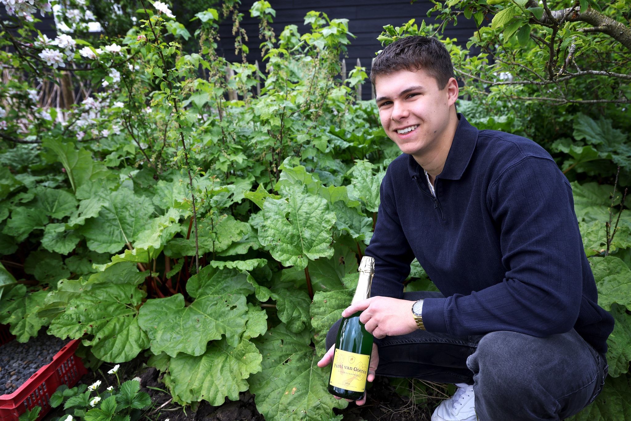 Tim Breederland met een fles rabarberbubbels van Parel van Goeree bij de rabarberplanten in de tuin van zijn opa. Tim Breederland met een fles rabarberbubbels van Parel van Goeree bij de rabarberplanten in de tuin van zijn opa. Peter de Jong Fotografie
