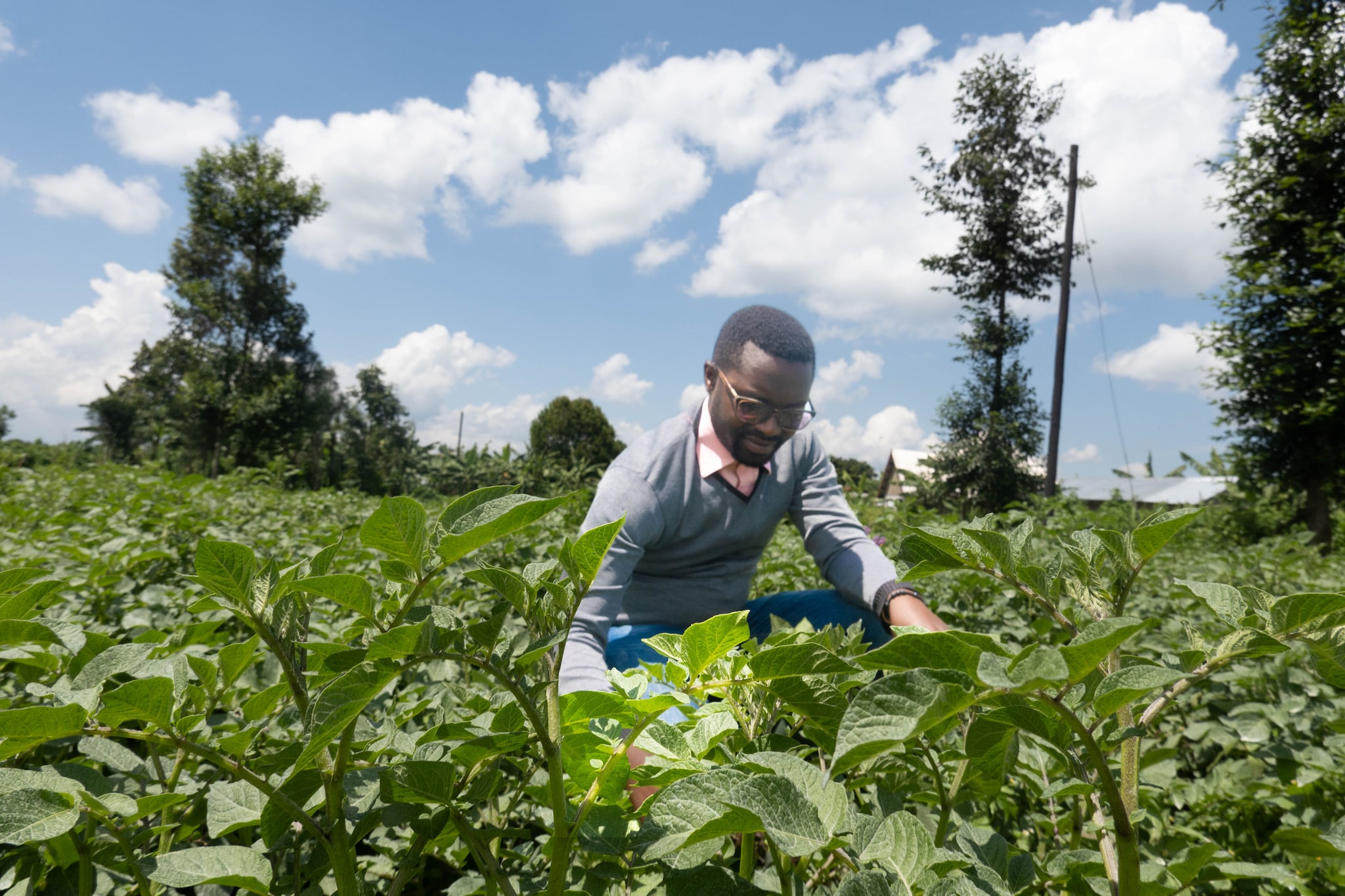 Agronoom Philibert Ntitenguha. Agronoom Philibert Ntitenguha. Foto: DPG Media / Bob van Huet