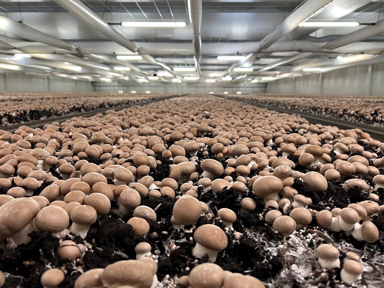 Deze stap geeft de champignonproducent beter inzicht in financiële en logistieke processen en legt de basis voor verdere groei. Trudy Robbemondt