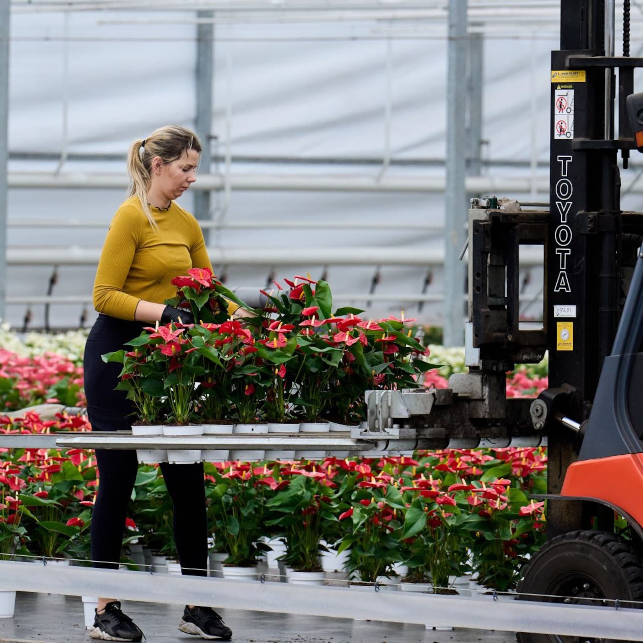 mkb groei export economie ai duurzaamheid nlinvesteert