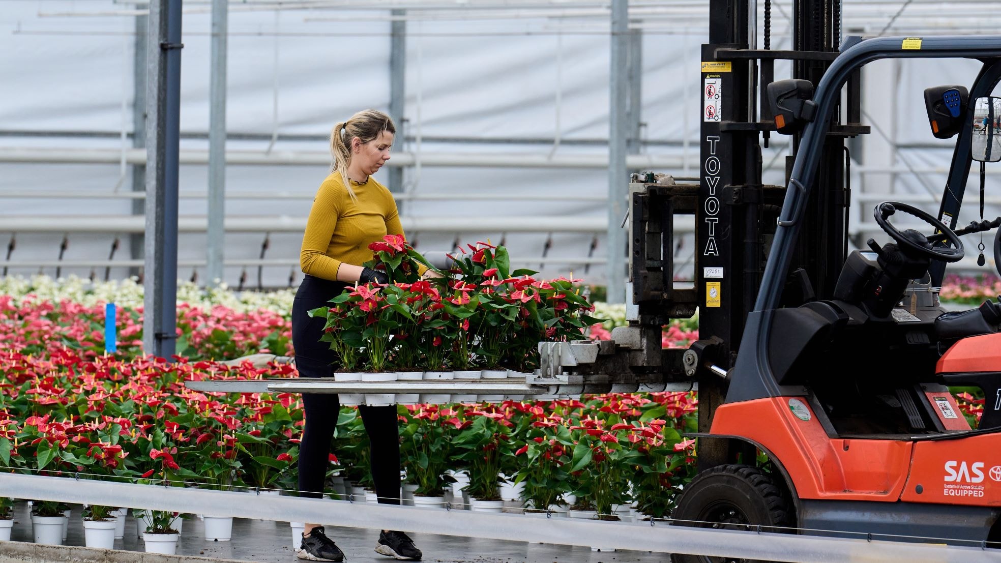 Een anthuriumkwekerij in Bergschenhoek. Nederland exporteert veel bloemen en planten naar het buitenland. Een anthuriumkwekerij in Bergschenhoek. Nederland exporteert veel bloemen en planten naar het buitenland. Foto: ANP