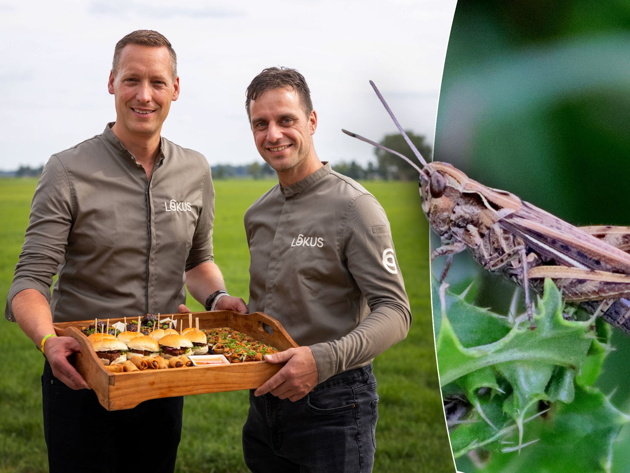 peter stam eysbrand rozendaal sprinkhanen joy bugs