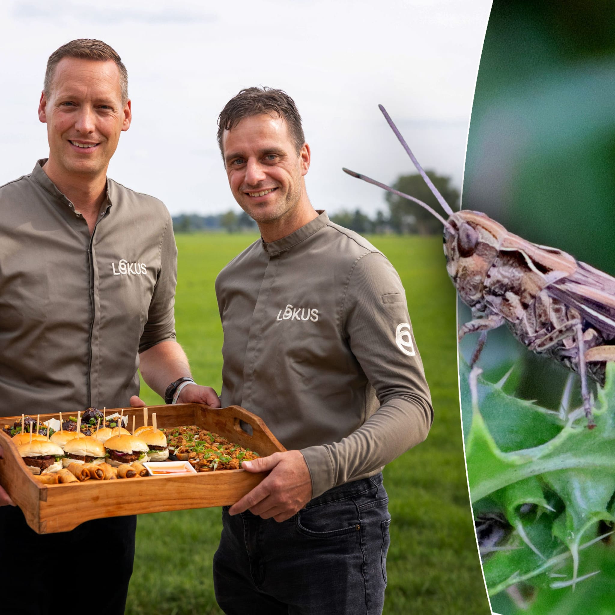 peter stam eysbrand rozendaal sprinkhanen joy bugs
