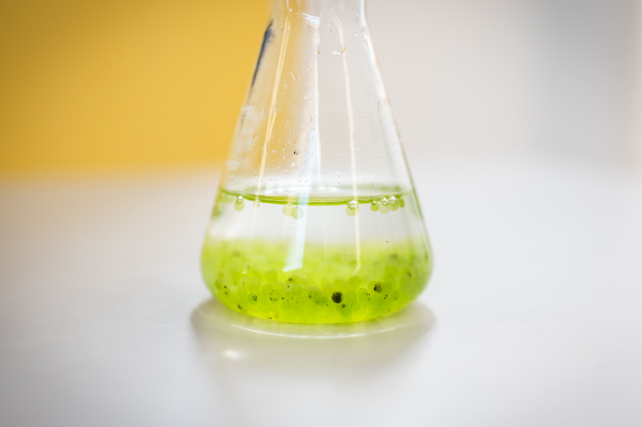 Met algen wordt rioolwater gezuiverd. Met algen wordt rioolwater gezuiverd. Foto: Milan Schellingerhout