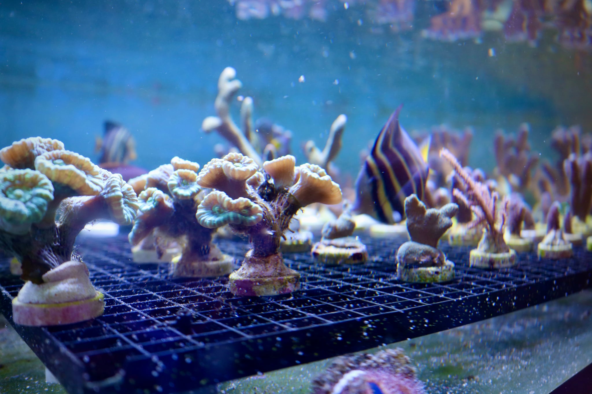 Als je goed kijkt zie je in iedere tentakel minuscule levende wezentjes zitten, ook wel poliepen genoemd.  Als je goed kijkt zie je in iedere tentakel minuscule levende wezentjes zitten, ook wel poliepen genoemd. Foto: Camiel Beekers