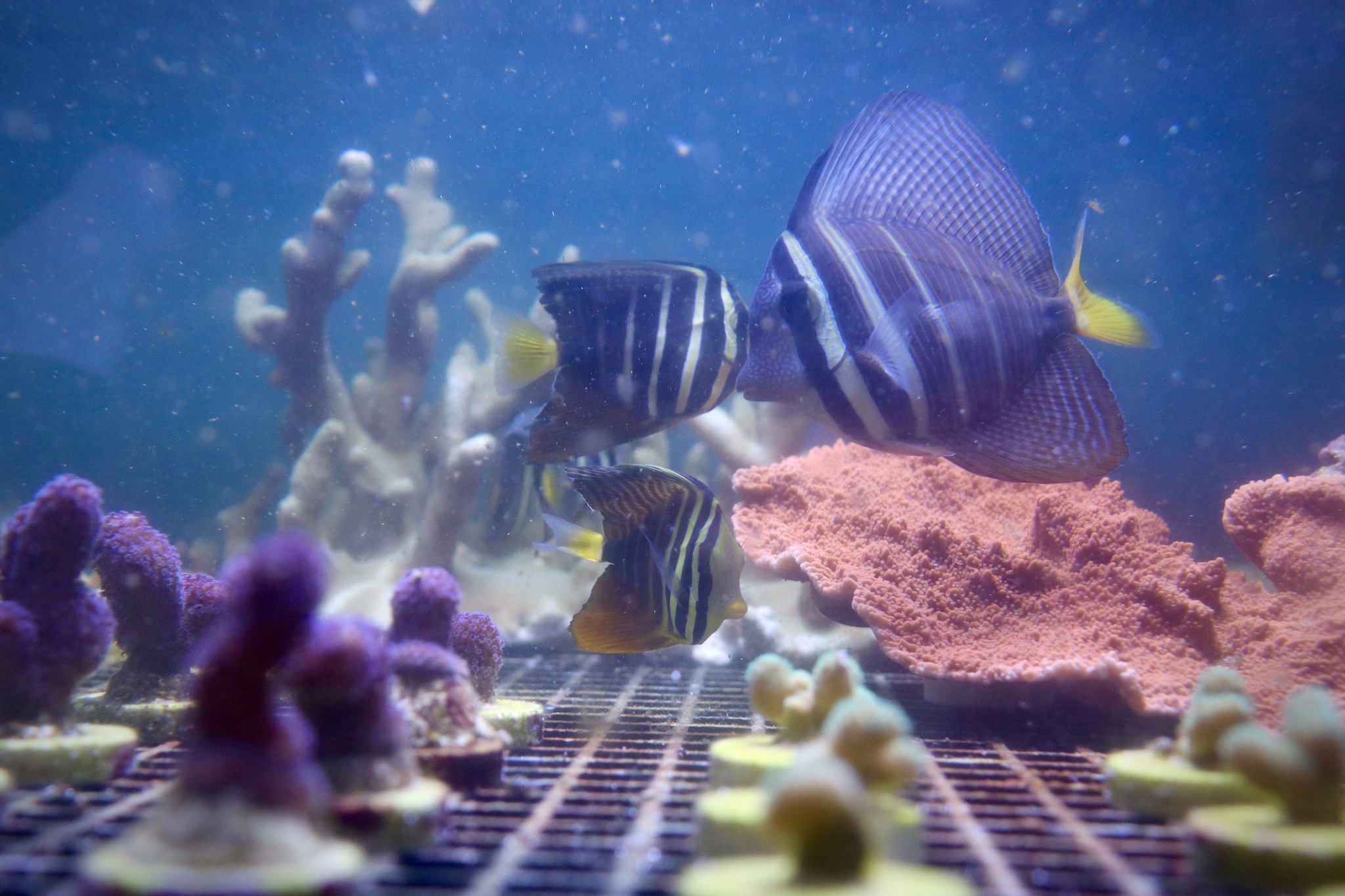 In de aquaria van Branch Foundation zwemmen ook tropische vissen rond. „Die zijn er niet alleen voor de sier, maar zijn ook nodig voor het ecosysteem.” In de aquaria van Branch Foundation zwemmen ook tropische vissen rond. „Die zijn er niet alleen voor de sier, maar zijn ook nodig voor het ecosysteem.” Foto: Camiel Beekers