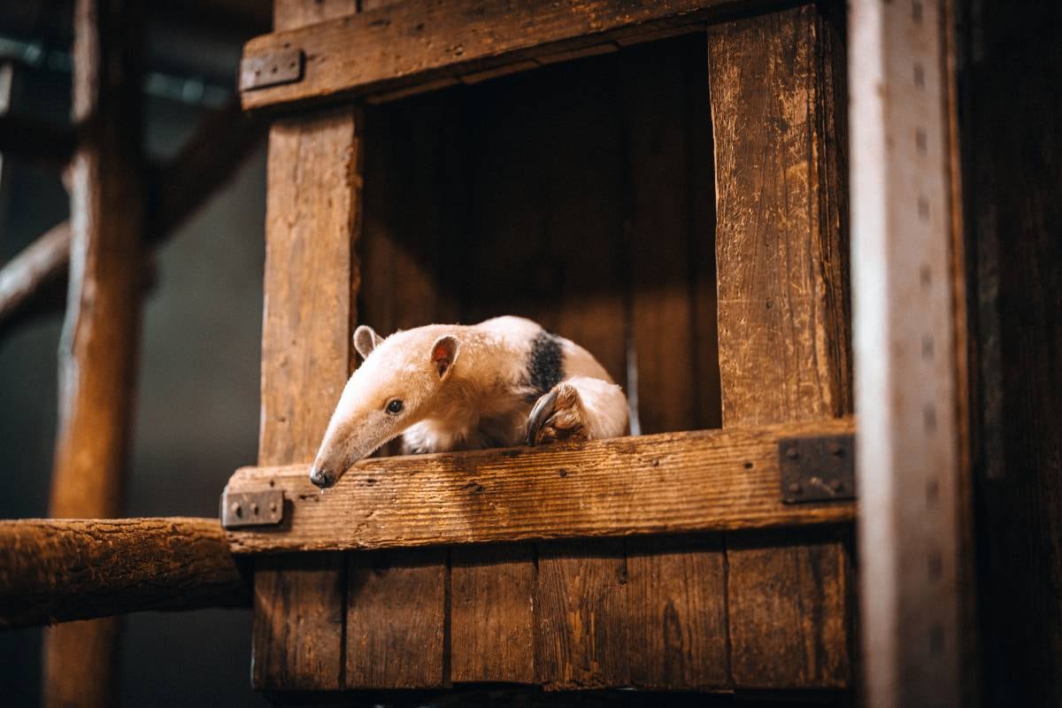 Reuzenmiereneter Hof van Eckberge Reuzenmiereneter (Tamandua) Hof van Eckberge Foto: Hof van Eckberge