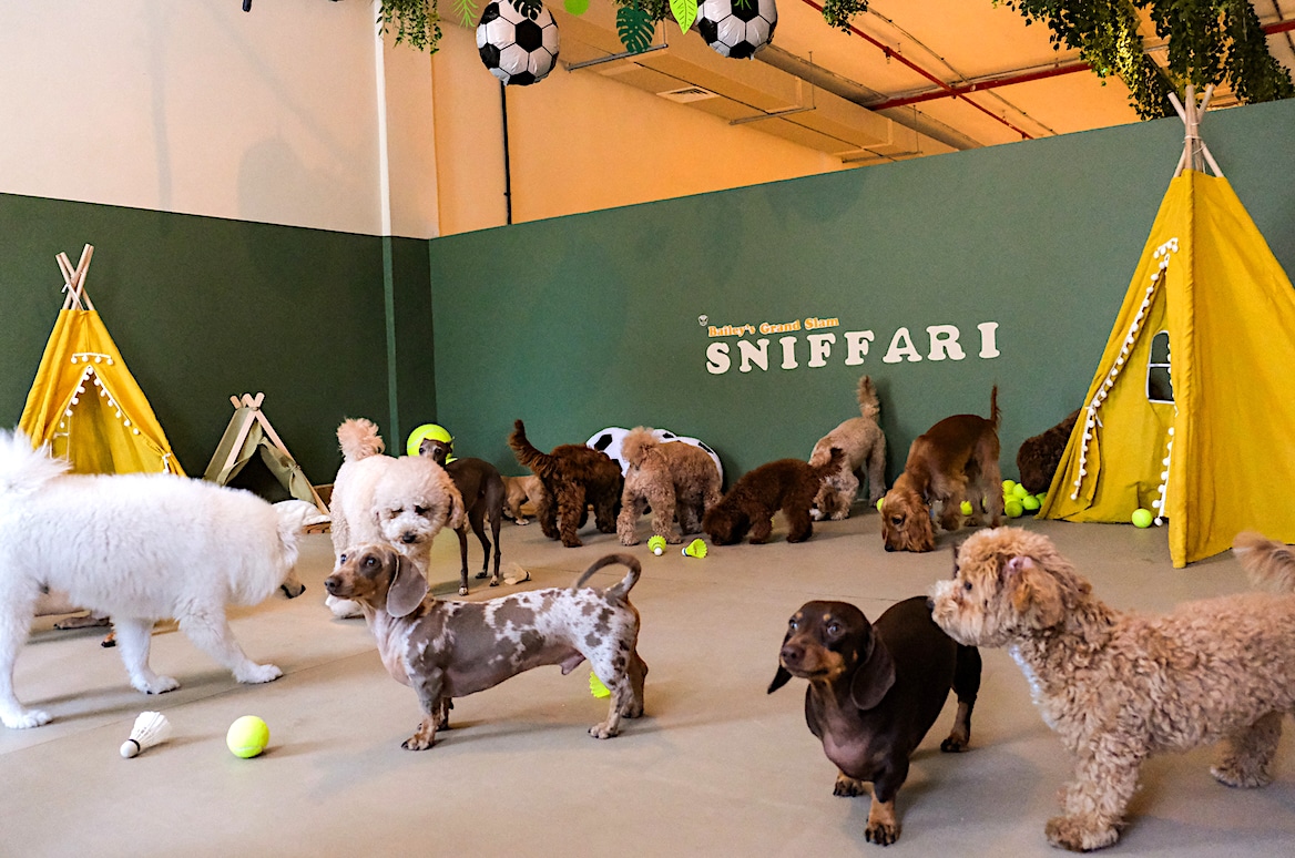 The Dog Retreat. The Dog Retreat | Op Sniffari