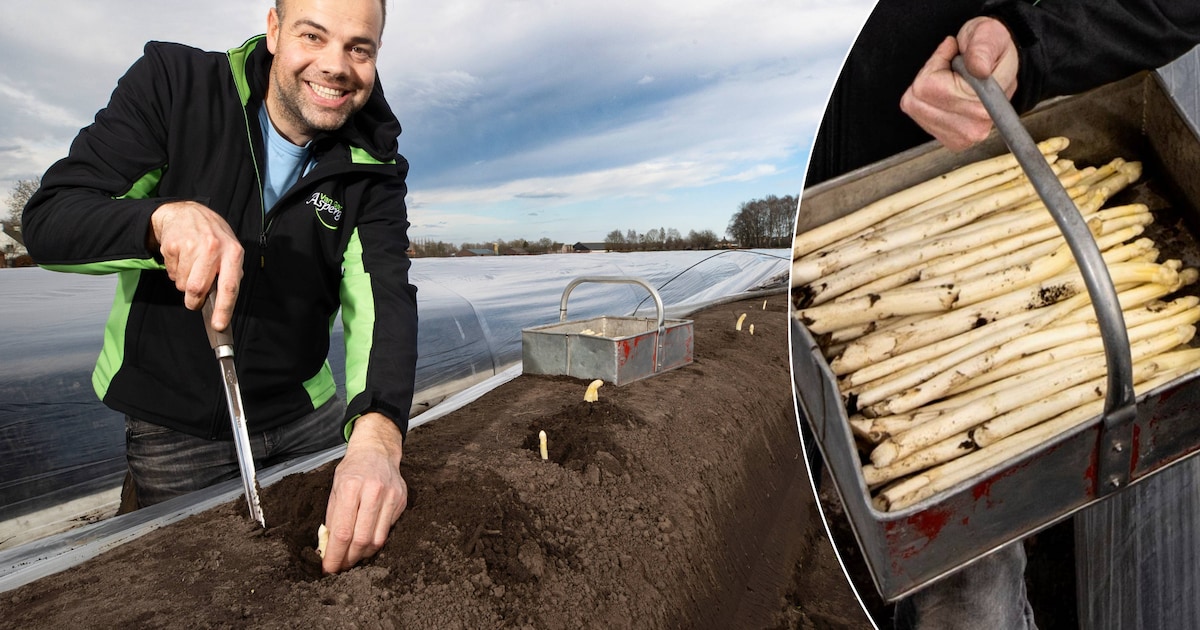 Willem stak asperges nog nooit zo vroeg: familiebedrijf delft witte goud nu al voor de liefhebbers