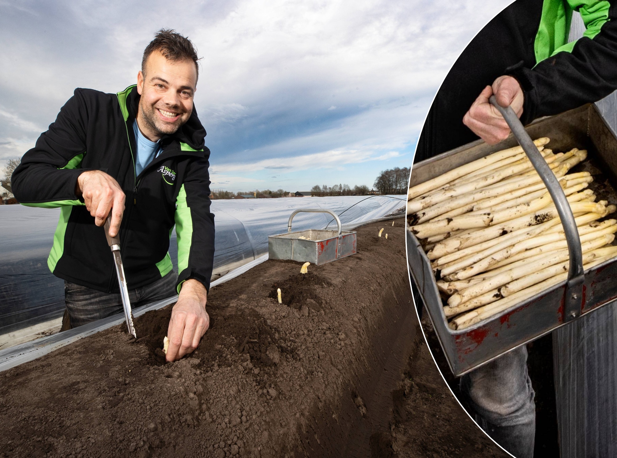 Het is pas februari, maar het warme weer maakt dat de eerste asperges al hun ‘koppies’ boven de zandbedden uitsteken. Willem van van Gerven in Oirschot heeft ze vrijdag al gestoken.  Het is pas begin maart, maar het warme weer maakt dat de eerste asperges al hun ‘koppies’ boven de zandbedden uitsteken. Willem van van Gerven heeft ze al gestoken. Foto: René Manders/DCI Media