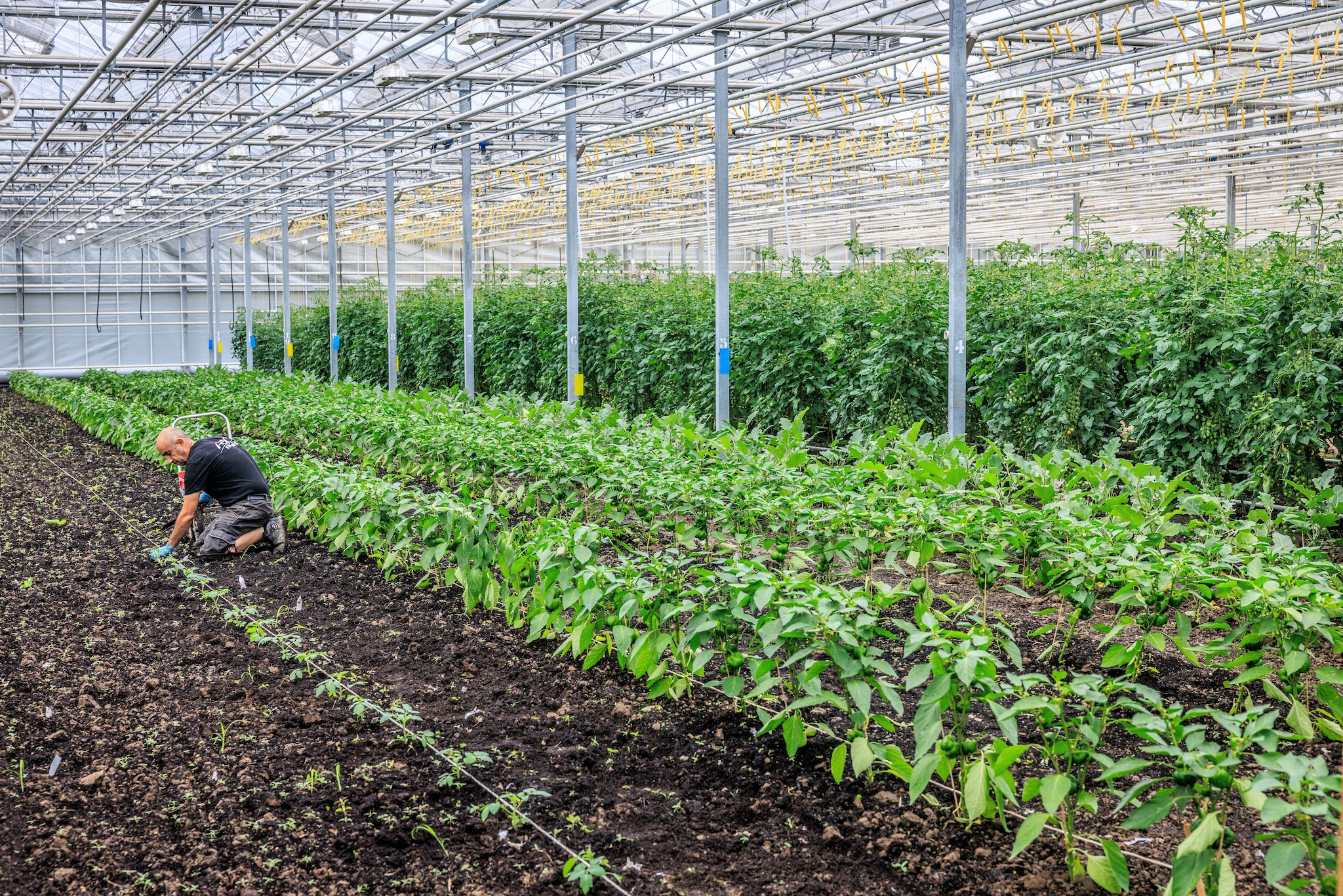 Groentechips van Beelen. „Gemaakt in Houten van onze eigen gekweekte wortels, rode bieten en aardappelen. Dat verkopen we straks in de horeca op ons pretpark.’’  Foto: Rias Immink